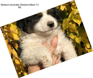 Miniature Australian Shepherd Black Tri M2