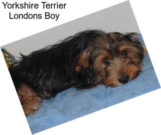 Yorkshire Terrier Londons Boy