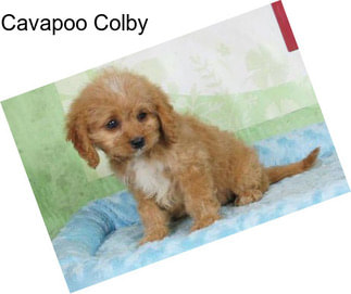 Cavapoo Colby