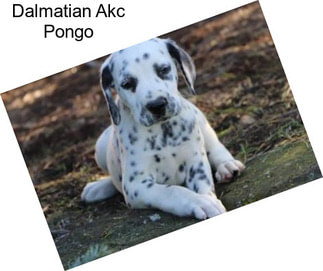 Dalmatian Akc Pongo