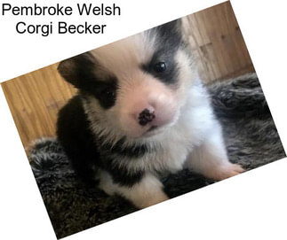 Pembroke Welsh Corgi Becker