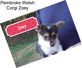 Pembroke Welsh Corgi Zoey