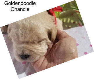 Goldendoodle Chancie