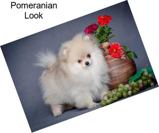 Pomeranian Look