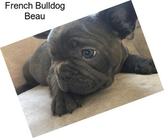French Bulldog Beau