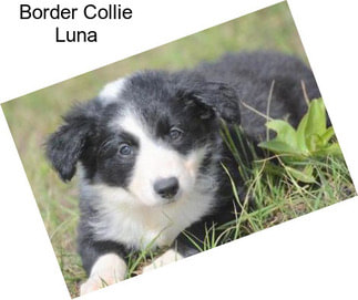 Border Collie Luna