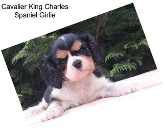 Cavalier King Charles Spaniel Girlie