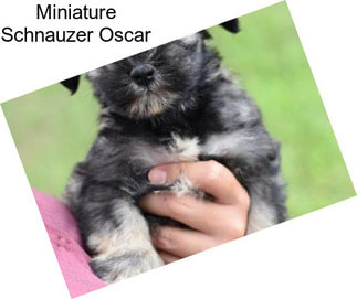 Miniature Schnauzer Oscar