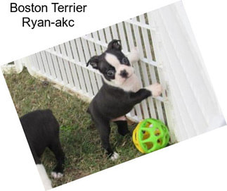 Boston Terrier Ryan-akc