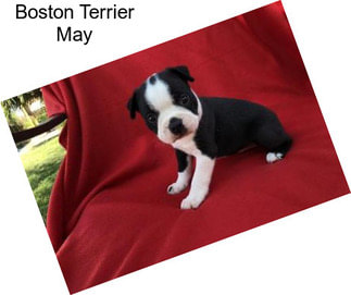 Boston Terrier May