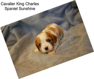 Cavalier King Charles Spaniel Sunshine