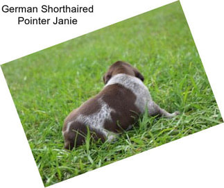 German Shorthaired Pointer Janie