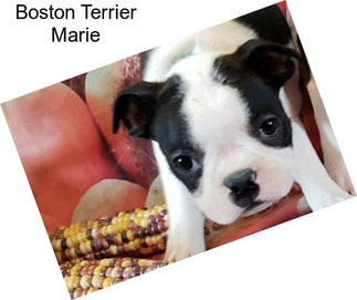 Boston Terrier Marie