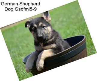 German Shepherd Dog Gsdfml5-9