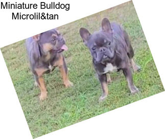 Miniature Bulldog Microlil&tan