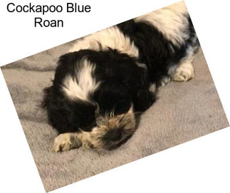 Cockapoo Blue Roan