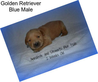 Golden Retriever Blue Male