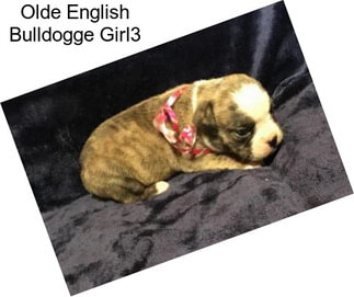 Olde English Bulldogge Girl3