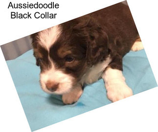 Aussiedoodle Black Collar