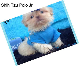 Shih Tzu Polo Jr