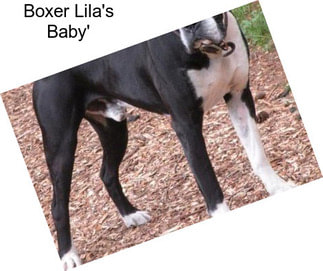 Boxer Lila\'s Baby\'