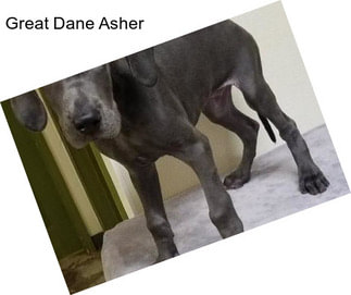 Great Dane Asher