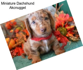 Miniature Dachshund Akcnugget