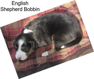 English Shepherd Bobbin