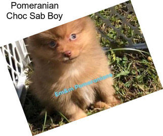 Pomeranian Choc Sab Boy