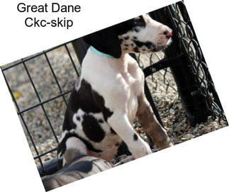 Great Dane Ckc-skip