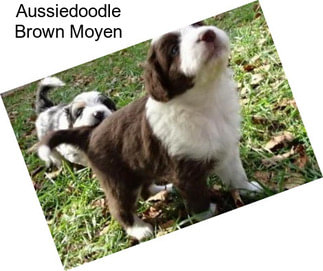 Aussiedoodle Brown Moyen