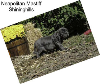 Neapolitan Mastiff Shininghills