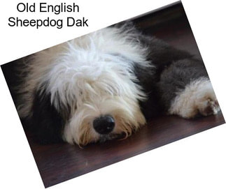 Old English Sheepdog Dak