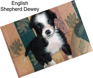 English Shepherd Dewey