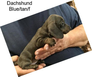 Dachshund Blue/tan/f