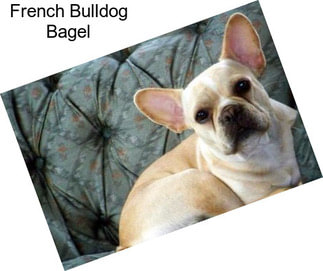 French Bulldog Bagel