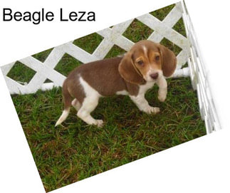 Beagle Leza