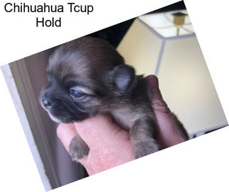 Chihuahua Tcup Hold