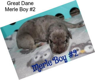 Great Dane Merle Boy #2