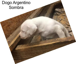 Dogo Argentino Sombra