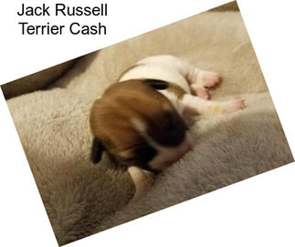 Jack Russell Terrier Cash