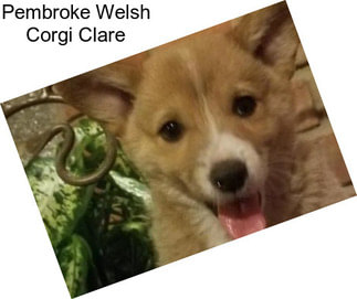 Pembroke Welsh Corgi Clare
