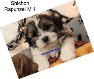 Shichon Rapunzel M 1