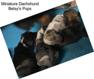 Miniature Dachshund Betsy\'s Pups