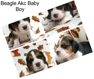 Beagle Akc Baby Boy