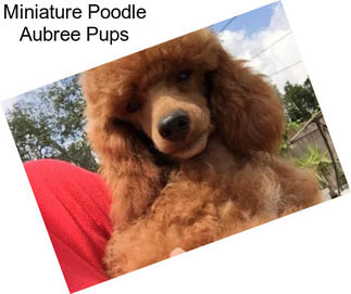 Miniature Poodle Aubree Pups