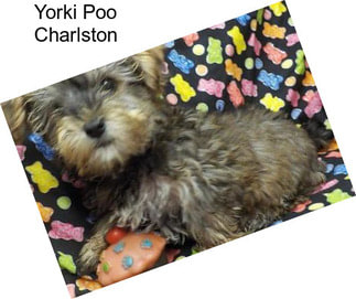 Yorki Poo Charlston