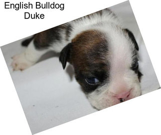 English Bulldog Duke