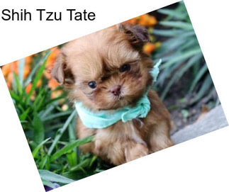 Shih Tzu Tate