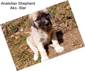 Anatolian Shepherd Akc- Star